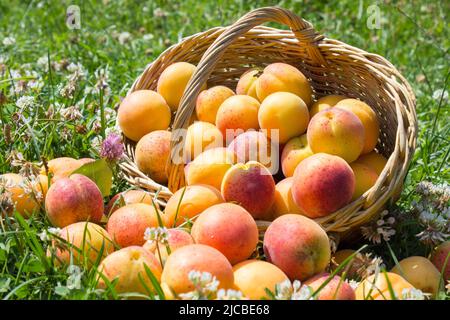 Große reife Aprikosen im Korb. Saftige, weiche Frucht, von orange-gelber Farbe Stockfoto