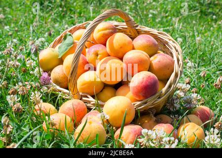 Aprikosenernte im Korb auf der Seite umgedreht Liegen auf dem Gras und Klee Stockfoto