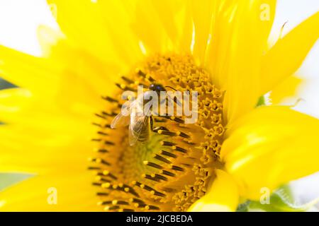 Closeup Biene sammelt Nektar aus Sonnenblumenblüten, Bumble Biene sammelt Nektar Stockfoto