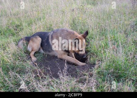 Hund gräbt ein Loch im Garten Stockfoto