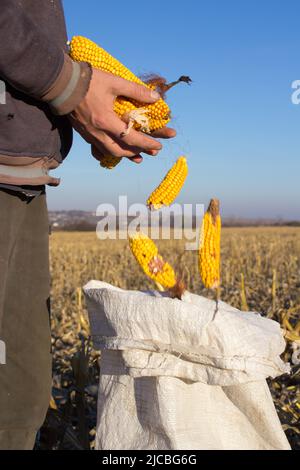 Bauernhände mit Maisernte in einem Sack auf dem Feld Stockfoto