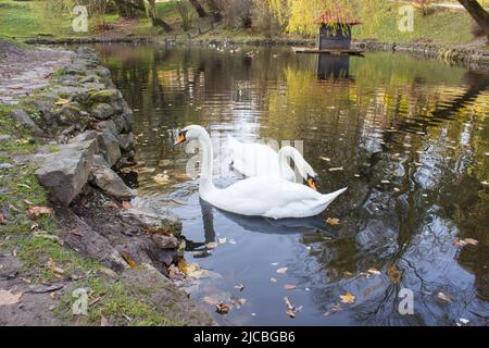 Zwei weiße Schwäne schwimmen im Teich, Schilf grünes Gras, essen Stockfoto