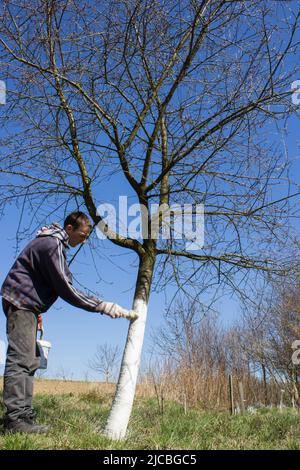 Weißwash Baum von Schädlingen im Frühling Tag Gärtner Stockfoto