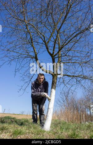 Weiß Kirschbaum gegen Frühjahr Sonnenbrand und Insekten Schädlinge Garten Stockfoto