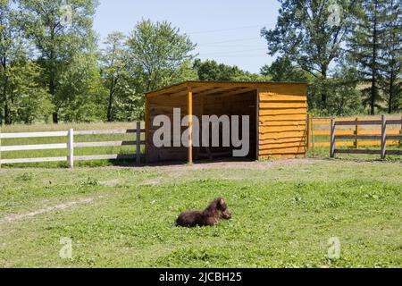 Junger Esel ruht Stockfoto