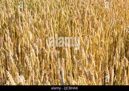 Textur von reifen Weizen Feld Ähren von Weizen während der Ernte Stockfoto
