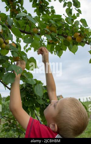 Bauer Ernte Pfirsiche im Obstgarten ein Junge Stockfoto