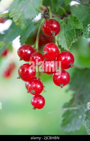 Reife rote Johannisbeeren wachsen im Garten Stockfoto