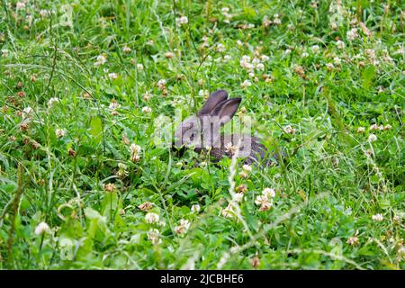 Junger Hase, der sich im Gras versteckte und sich setzte Stockfoto