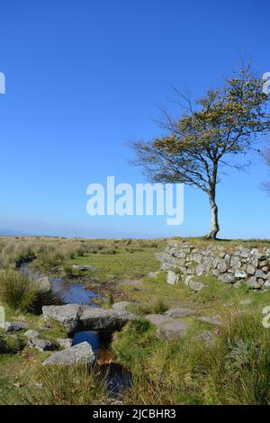 Klappbrücke über Longash Leat hinter dem Parkplatz Four Winds, dem Gelände eines verlassenen Schulhauses, Merrivale, Dartmoor National Park, Devon, England Stockfoto