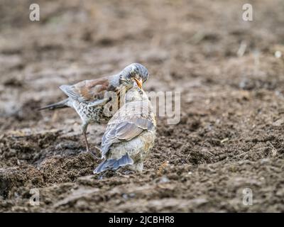 Soor fieldfare, Turdus pylaris, füttert das Küken mit Regenwürmern auf dem Boden. Ein erwachsenes Küken verließ das Nest, aber seine Eltern kümmern sich weiterhin um das Nest Stockfoto