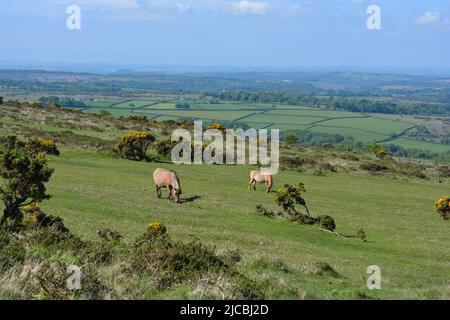 Panoramalandschaft mit Dartmoor-Ponys, die im Sommer auf Whitchurch Common grasen, Dartmoor National Park in der Nähe von Tavistock, Devon, England Stockfoto