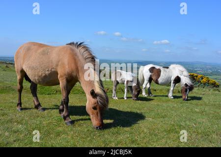 Dartmoor-Ponys wandern auf dem Whitchurch Common im Dartmoor National Park, Devon, Großbritannien, frei herum Stockfoto