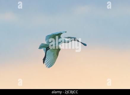 Royal Spoonbill (Platalea regia) im Flug bei Sonnenaufgang, Fogg Dam, Northern Territory, NT, Australien Stockfoto