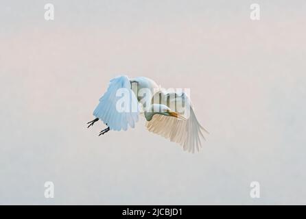 Intermediate Egret (Ardea intermedia) im Flug bei Sonnenaufgang, Fogg Dam, Northern Territory, NT, Australien Stockfoto