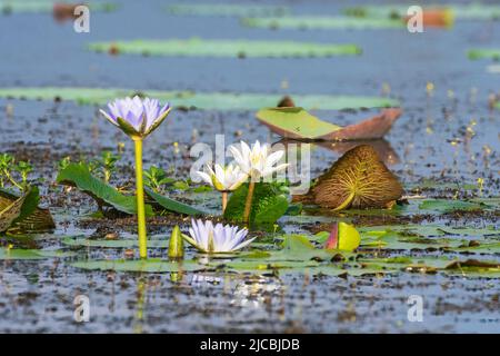 Weiße und violette Seerosen, Fogg Dam, in der Nähe von Darwin, Northern Territory, NT, Australien Stockfoto