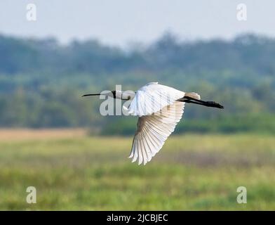 Royal Spoonbill (Platalea regia) im Flug über Feuchtgebiete, Fogg Dam, Northern Territory, NT, Australien Stockfoto