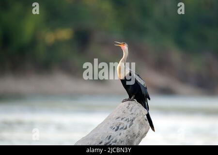 Anhinga (Anhinga anhinga, auch bekannt als Snakebird) auf einem Log in the River. Tambopata, Amazonas-Regenwald, Peru Stockfoto