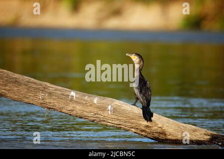 Neotrop-Kormoran (Nannopterum brasilianum, alias Olivaceous Cormorant) auf einem Holzlog im Fluss. Tambopata, Amazonas-Regenwald, Peru Stockfoto