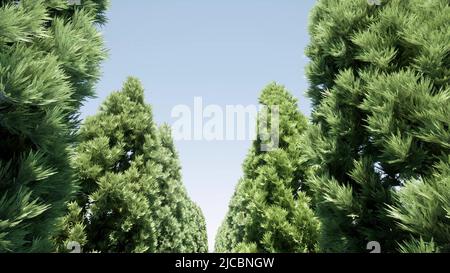 Avenue von Nadelbäumen sonnigen Tag. Sonnenlicht Himmel Sonne Weg 3D Rendern Stockfoto