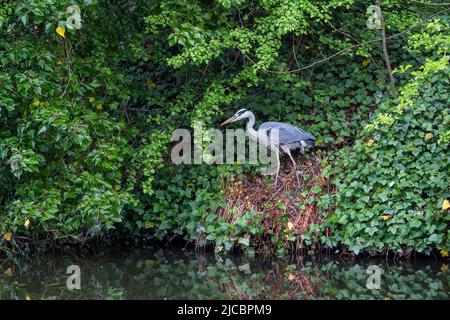 Ein Reiher, der regungslos auf einem Flussufer steht und ins Wasser starrt. Es ist von dickem Laub umgeben. Stockfoto