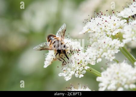 Unamed Hover Fly saß in Cornwall, England, auf KuhPetersilie Stockfoto