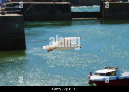 Erwachsene Heringsmöwe im Flug im Innenhafen von Porthleven, Cornwall mit einem rot-weißen Boot im Hintergrund Stockfoto