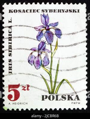 POLEN - UM 1967: Eine in Polen gedruckte Marke zeigt Iris Sibirica, Medical Plant, um 1967 Stockfoto