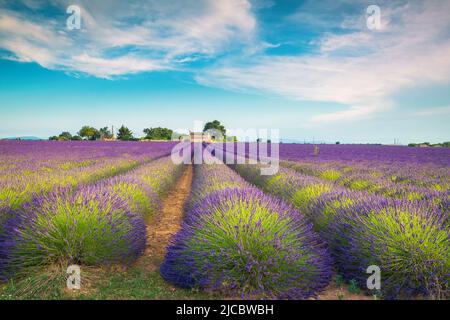 Majestätische Sommer ländliche Landschaft und wunderbarer Ort, landwirtschaftliche lila Lavendel Felder in der Provence, Valensole, Frankreich, Europa Stockfoto