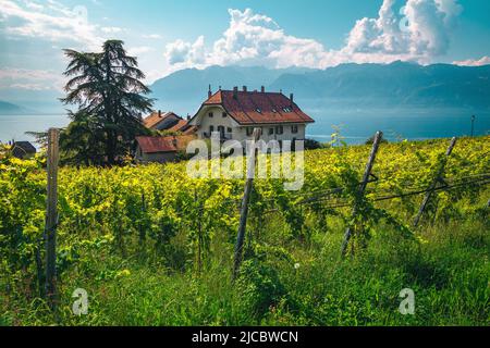 Atemberaubende geordnete Weinberge und Genfersee im Hintergrund. Grüne Weinanbauung und niedliche Häuser am Hang, Rivaz, Kanton Waadt, Schweiz, Europ Stockfoto