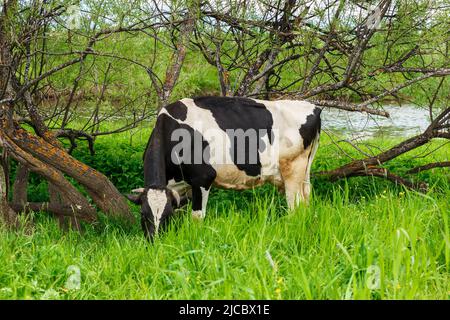 Eine schwarz-weiße Kuh frisst Gras auf einer Weide in der Nähe eines Flusses. Fütterung von Rindern auf Ackerland Grünland Stockfoto