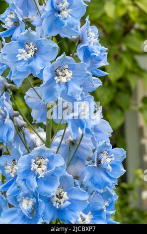Eine Nahaufnahme der Blumen eines schönen hellblauen Delphinium Stockfoto