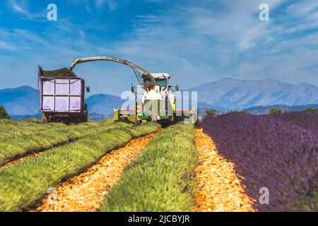 Lavendelfeld Ernte in der Nähe von valensole Provence in Frankreich, Europa Stockfoto