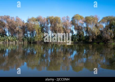 Bäume am Ufer eines Rückwassers des Manawatu River, Foxton, Manawatu, Nordinsel, Neuseeland Stockfoto