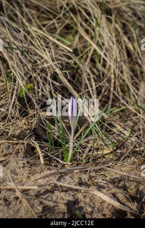 Violette Einzelblüte von Crocus reticulatus im besonderen Naturschutzgebiet Selevenj Heide in der Vojvodina Stockfoto