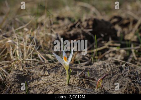 Violette Einzelblüte von Crocus reticulatus im besonderen Naturschutzgebiet Selevenj Heide in der Vojvodina Stockfoto