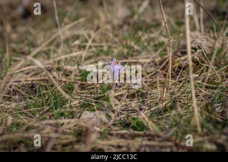 Violette Einzelblüte von Crocus reticulatus im besonderen Naturschutzgebiet Selevenj Heide in der Vojvodina Stockfoto