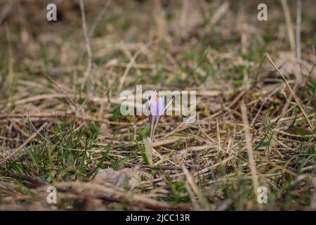 Violette Einzelblüte von Crocus reticulatus im besonderen Naturschutzgebiet Selevenj Heide in der Vojvodina Stockfoto