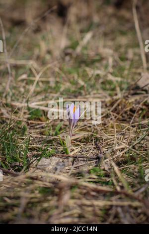 Violette Einzelblüte von Crocus reticulatus im besonderen Naturschutzgebiet Selevenj Heide in der Vojvodina Stockfoto