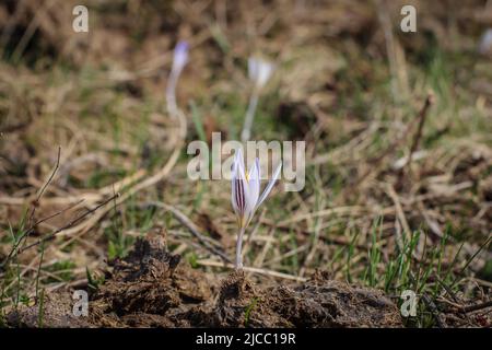 Violette Einzelblüte von Crocus reticulatus im besonderen Naturschutzgebiet Selevenj Heide in der Vojvodina Stockfoto