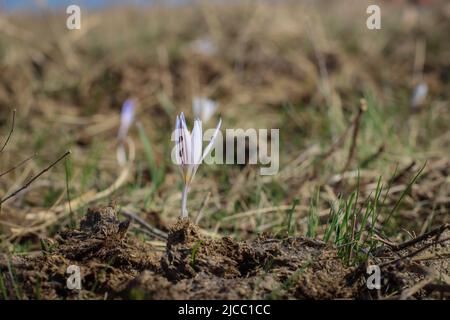 Violette Einzelblüte von Crocus reticulatus im besonderen Naturschutzgebiet Selevenj Heide in der Vojvodina Stockfoto