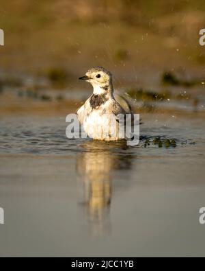 Weiße Bachstelze oder motacilla alba aus der Nähe oder Portrait Baden oder Planschen in Pfützen Wasser im keoladeo Nationalpark oder bharatpur Vogelschutzgebiet rajasth Stockfoto