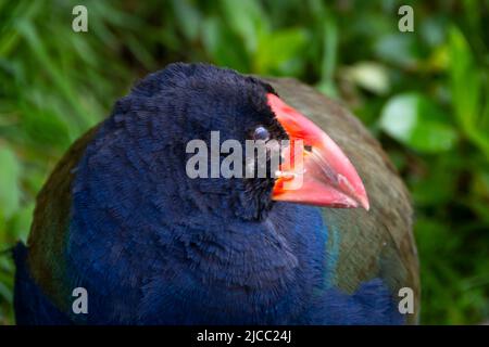 Ein Takahe, ein gefährdeter flugungeschützter Vogel aus Neuseeland, in Zealandia, Wellington, Nordinsel, Neuseeland Stockfoto