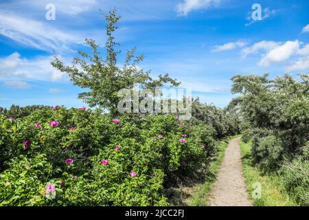 Ein enger Pfad mit zauberhafter Waldanemone im Schellbruch, Lübeck, Deutschland. Stockfoto