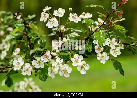 Nahaufnahme von Blüten und Ästen blühender Obstbäume, wahrscheinlich Apfel- oder Kirschbäume, Extertal, Teutoburger Wald, Deutschland Stockfoto