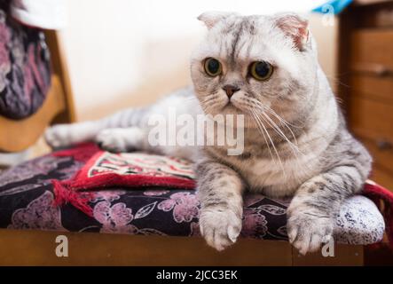 Graue schottische Faltenkatze, die zu Hause auf einem weichen Stuhlsitz liegt Stockfoto