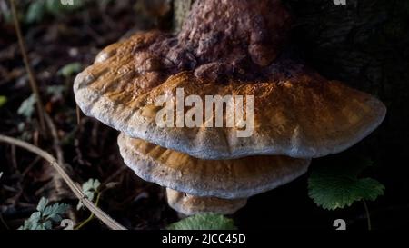 Großer, bunter Pilz auf Baumrinde. Bracket Pilzen (Ganoderma). Stockfoto