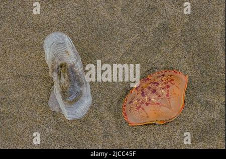 Blaue Qualle VELLA sp. Und Krabbenmuschel, im Sturm an Land genommen, an den Ufern des Pazifischen Ozeans im Olympic National Park, Washington Stockfoto