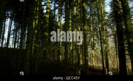 Grüne Rindenbäume im Wald im Sonnenlicht Stockfoto