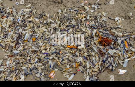 Blaue Qualle VELLA sp., im Sturm an Land genommen, am Ufer des Pazifischen Ozeans im Olympic National Park, Washington, USA Stockfoto